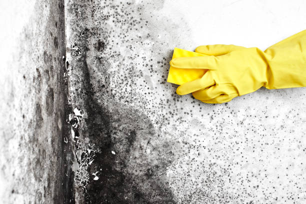 Mold Removal and Inspection in Mackinaw, IL